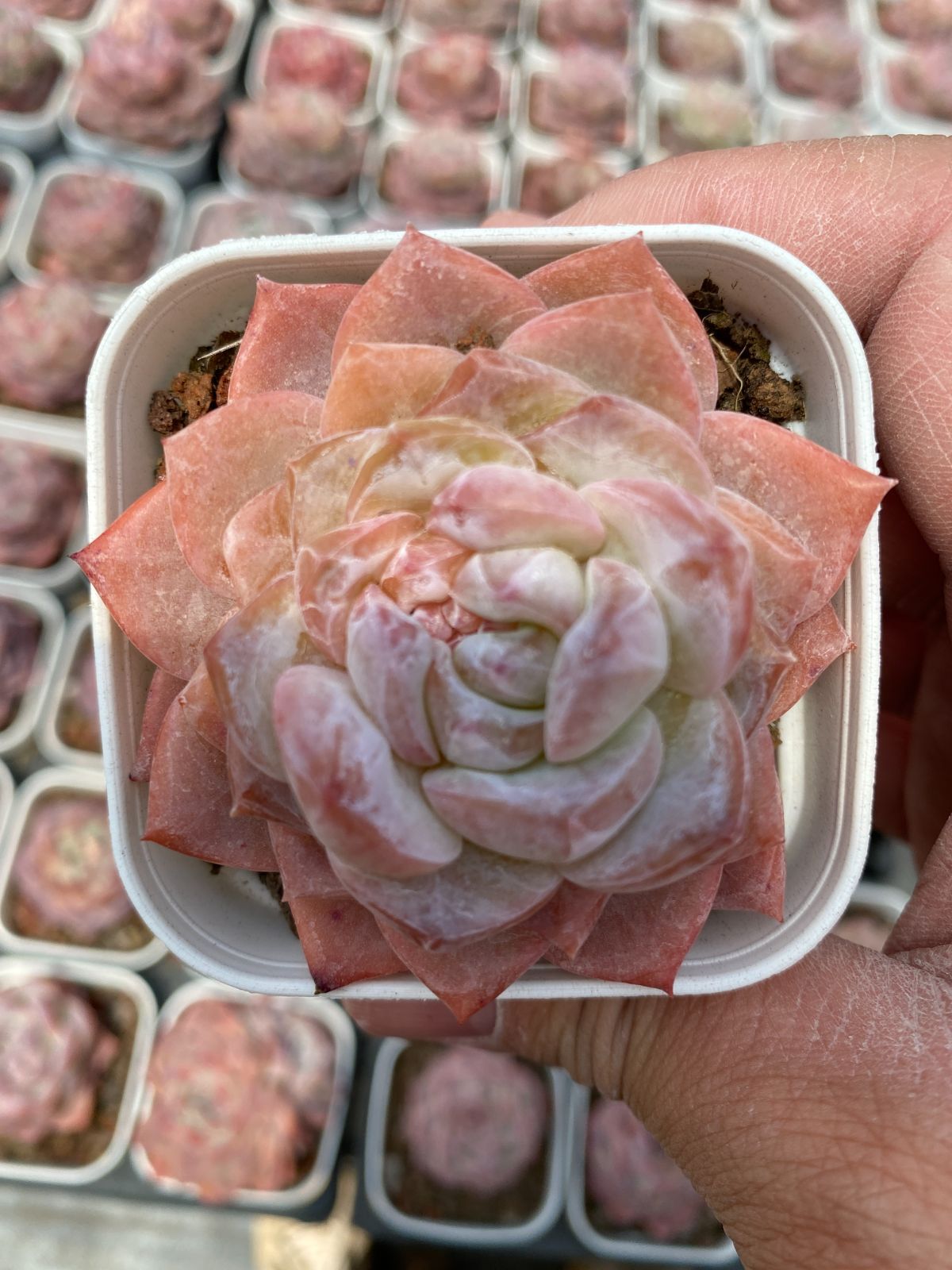 多肉植物　Z6268　アメトウソウ　24株　抜き苗　エケベリア　セダム　アエオニウム　韓国苗　寄せ植え　詰め合わせ