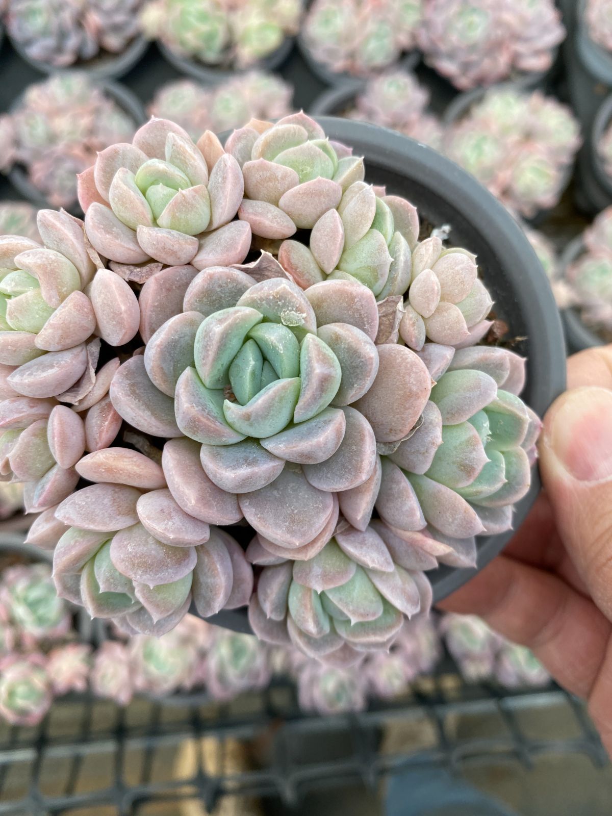 多肉植物　Z6270　ユキビョウシ　18株　抜き苗　エケベリア　セダム　アエオニウム　韓国苗　寄せ植え　詰め合わせ