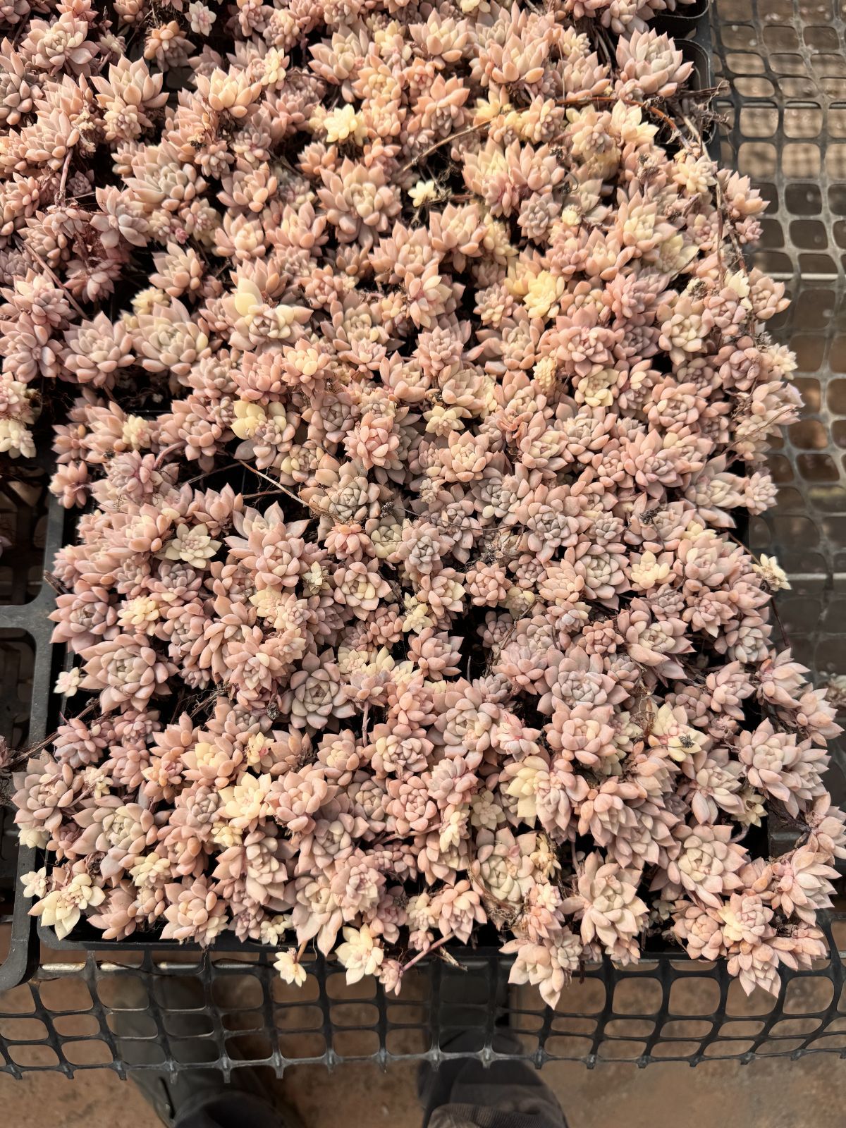 多肉植物 Z6341 ピンクマンニシキ 50株 抜き苗 エケベリア セダム