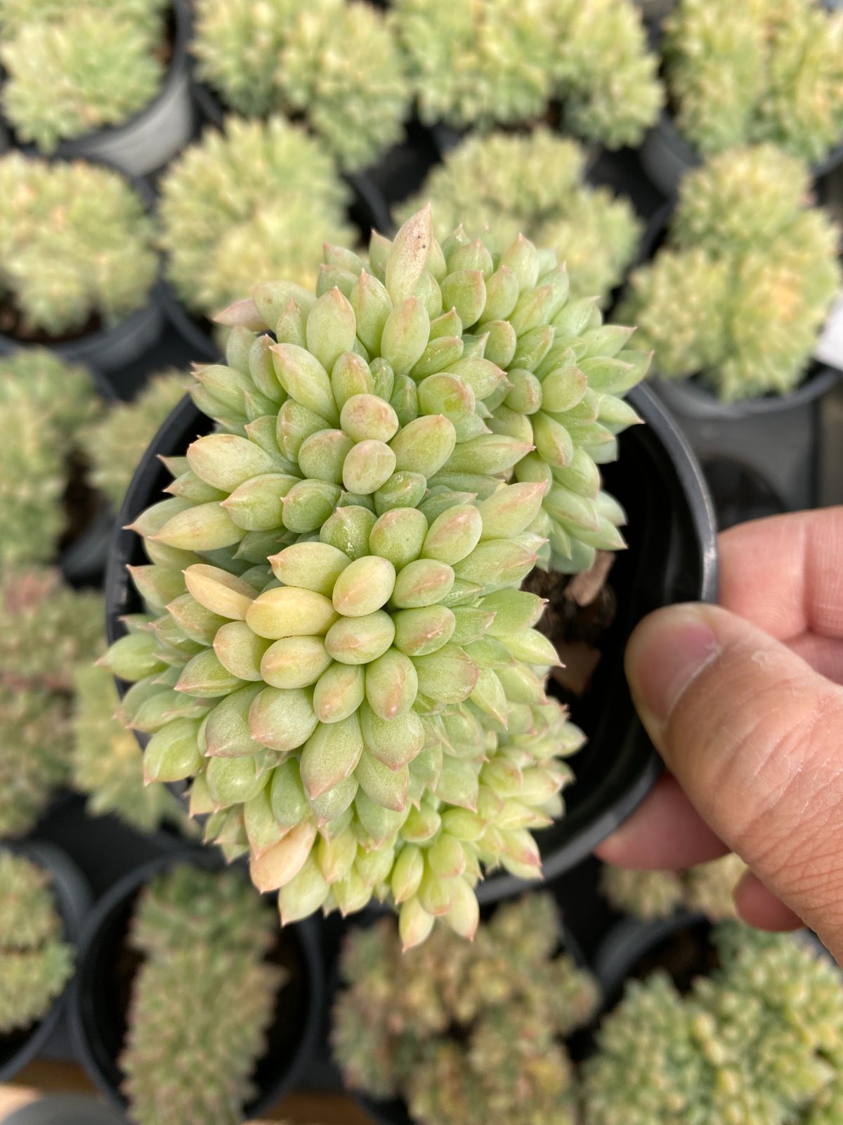 多肉植物　Z6351　ライムビジンツイ　18株　抜き苗　エケベリア　セダム　アエオニウム　韓国苗　寄せ植え　詰め合わせ