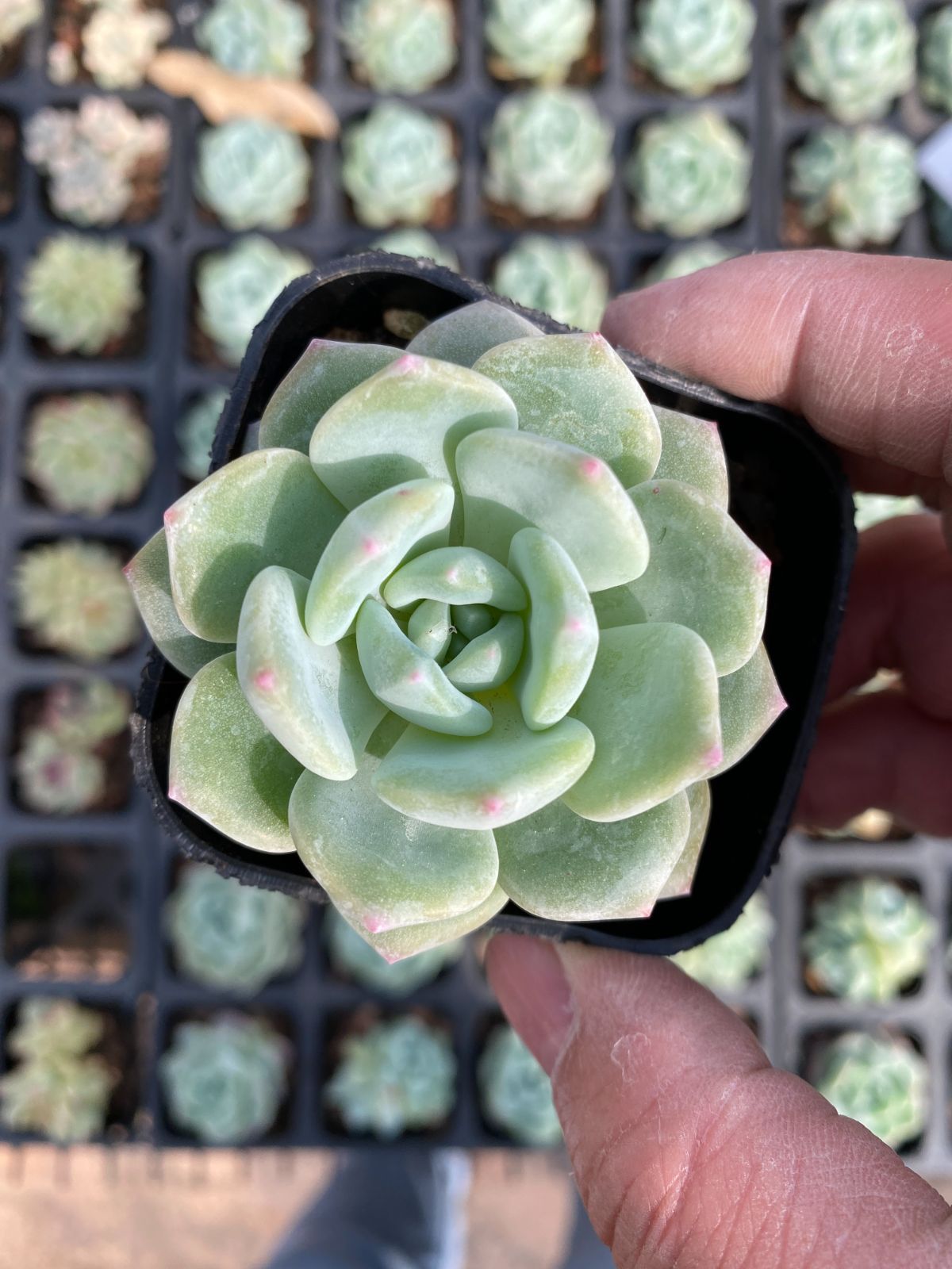 多肉植物 Z6403 チンティー 50株 抜き苗 エケベリア セダム アエオニウム 韓国苗 寄せ植え 詰め合わせ