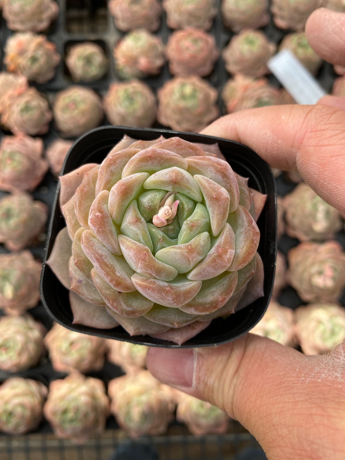 多肉植物 Z6398 ヒョウバイホウフ 50株 抜き苗 エケベリア セダム