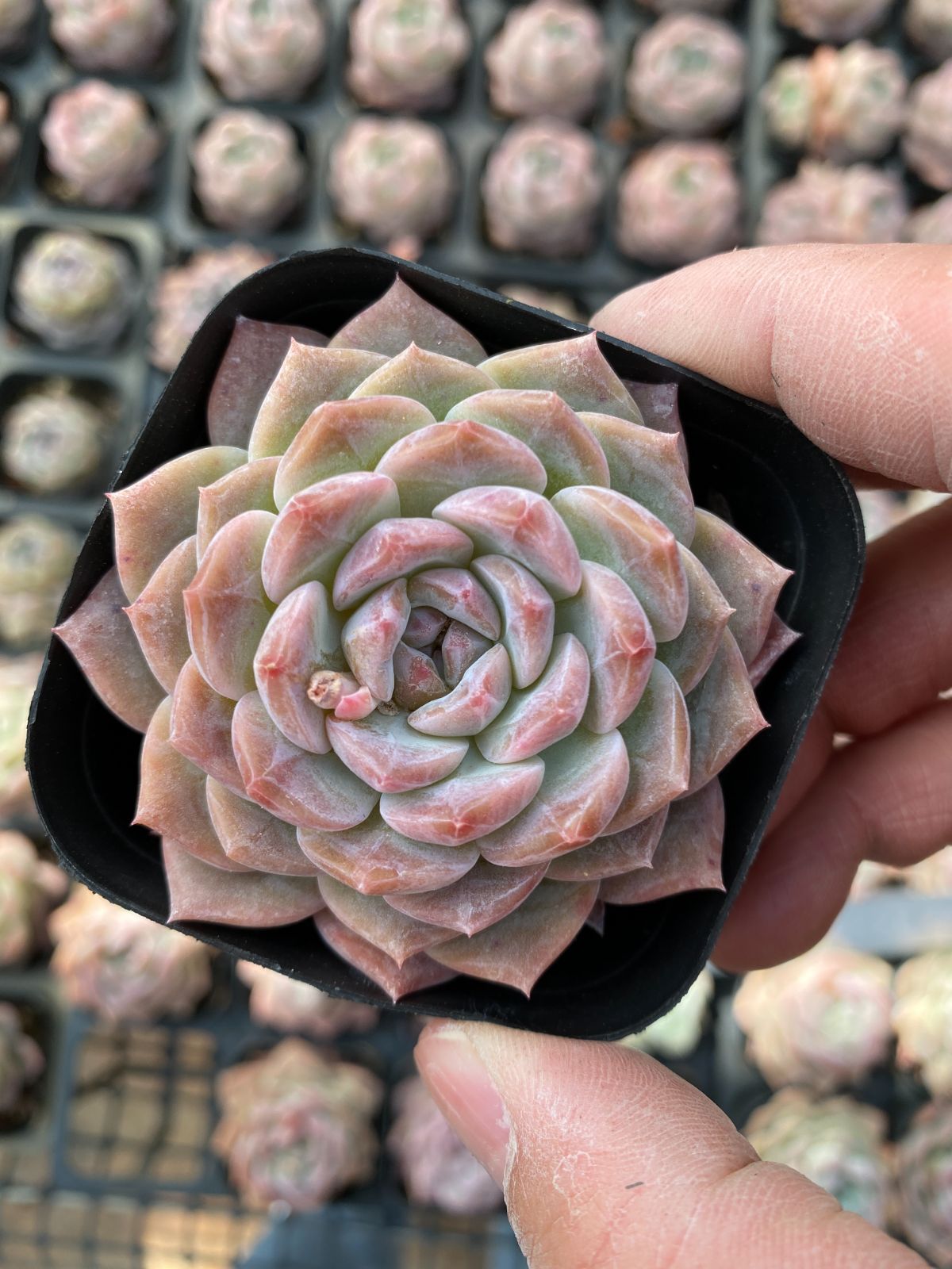多肉植物　Z6395　タンメイ　50株　抜き苗　エケベリア　セダム　アエオニウム　韓国苗　寄せ植え　詰め合わせ