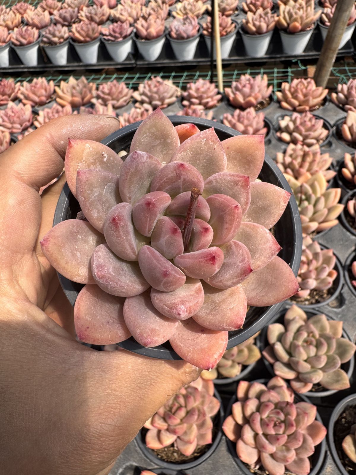 エケベリア 6種 ムチムチセット 抜き苗 多肉植物 発売中 シャンクス 18株セット 抜き苗 美苗 エケベリア 多肉植物 佐川