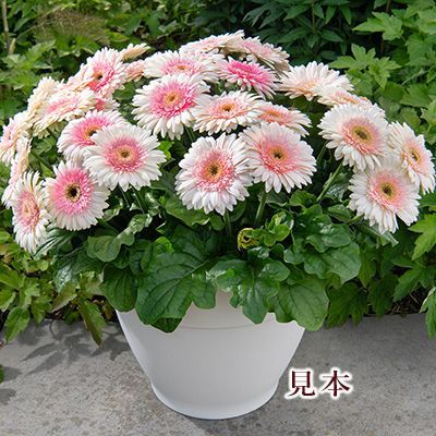 花苗 ガーベラ ジョイベラ ミルクシェイク 3.5号 多年草 四季咲き