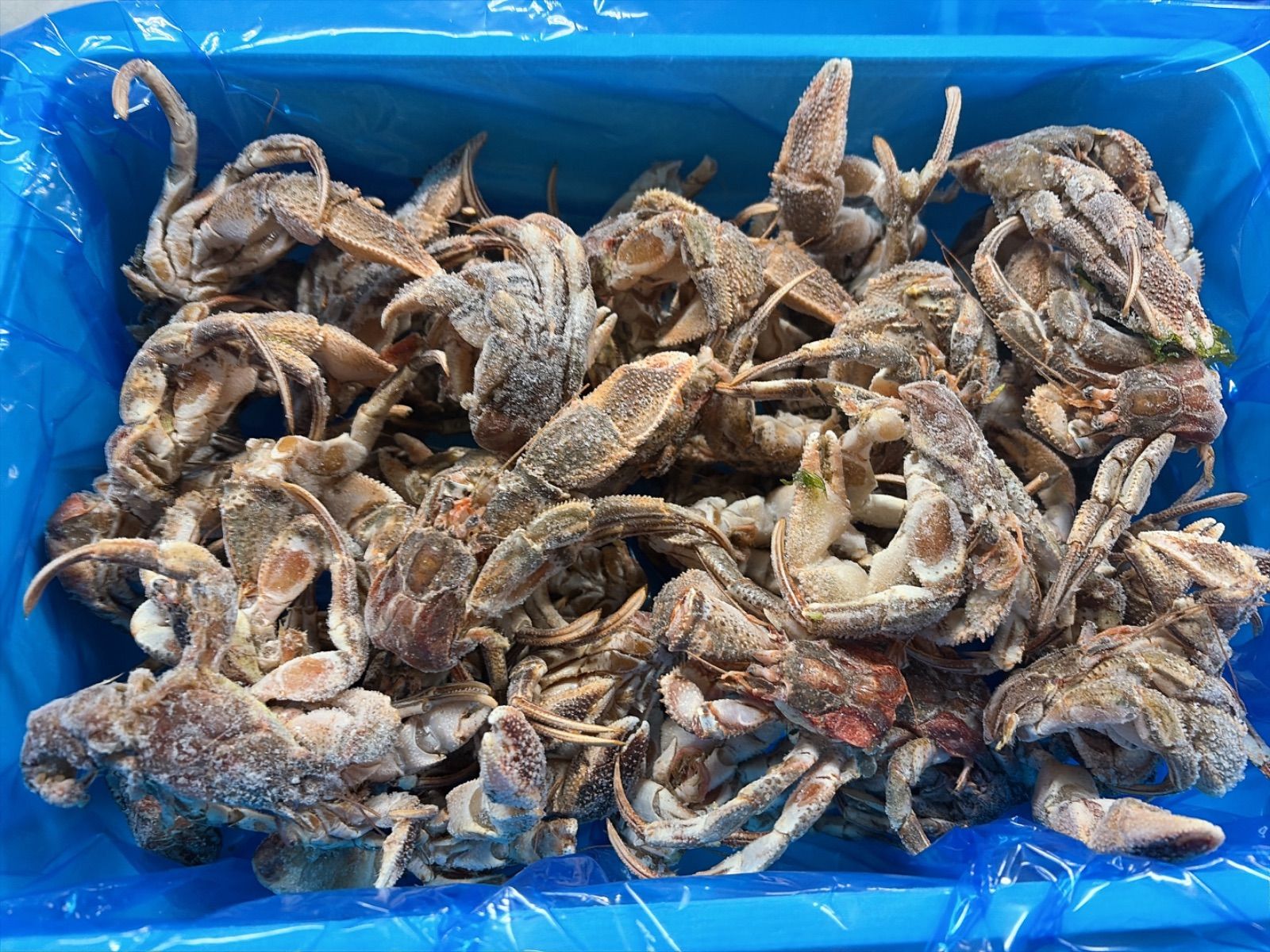 【送料無料!】北海道産冷凍ヤドカリ2k約45〜55匹（訳あり）