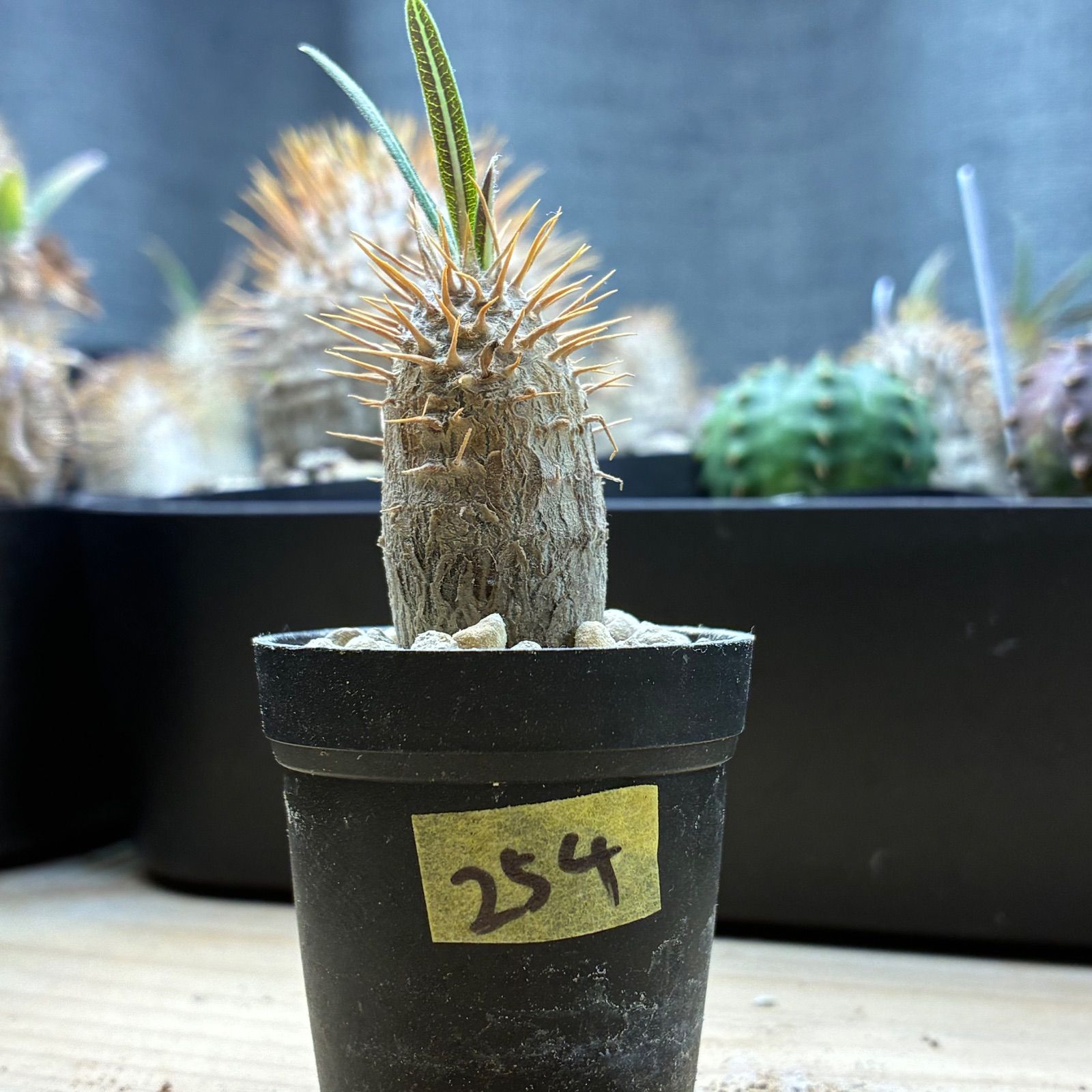 塊根植物】パキポディウム グラキリス 鉢ごと発送 送料無料 #254