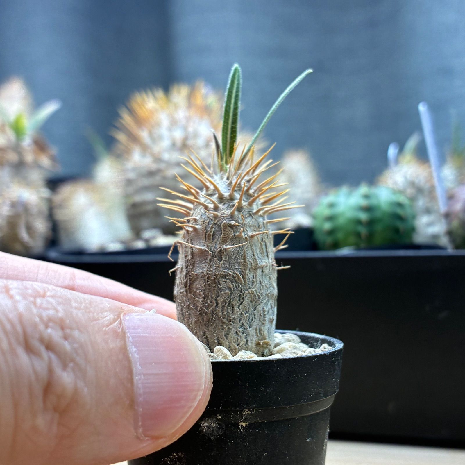 塊根植物】パキポディウム グラキリス 鉢ごと発送 送料無料 #254