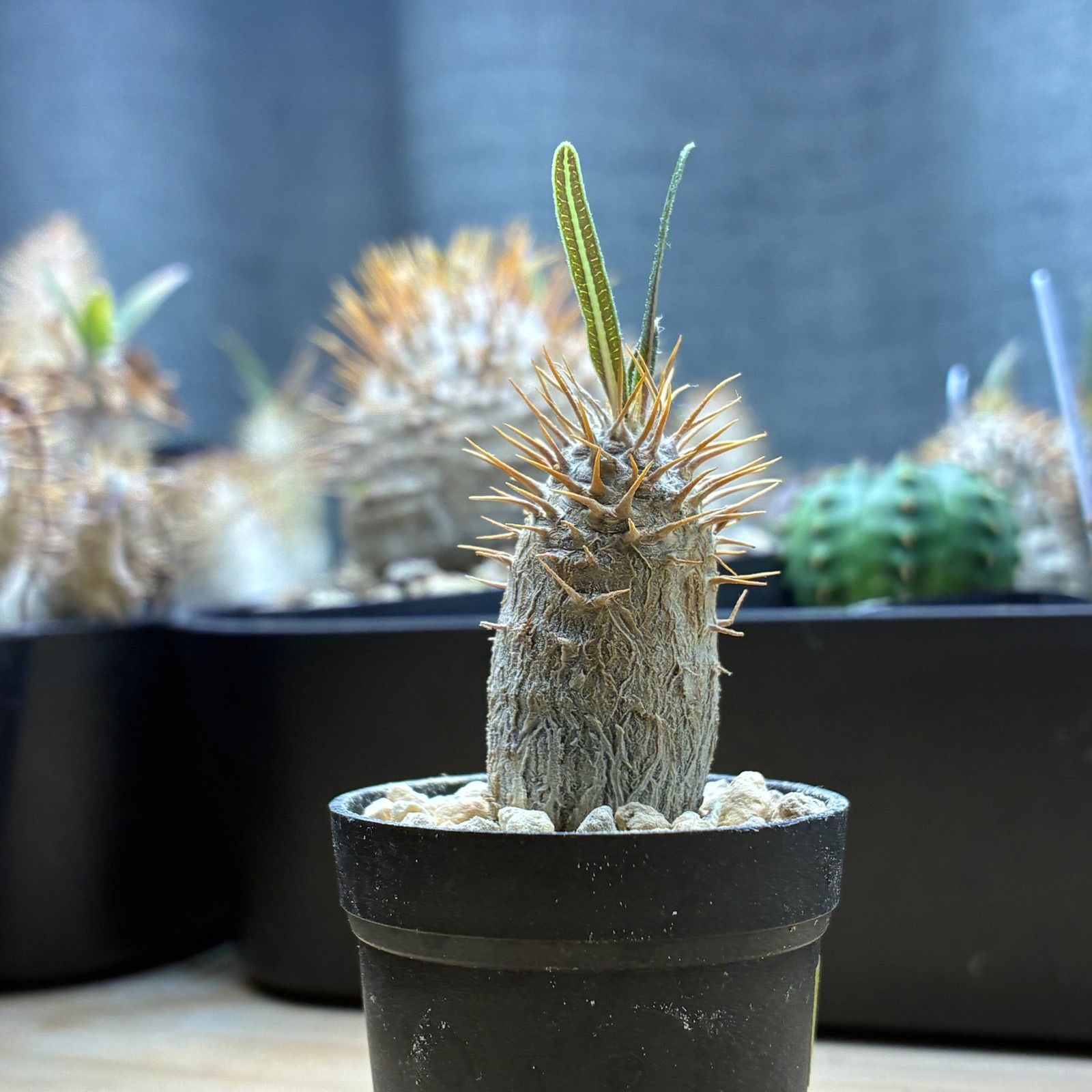 塊根植物】パキポディウム グラキリス 鉢ごと発送 送料無料 #254