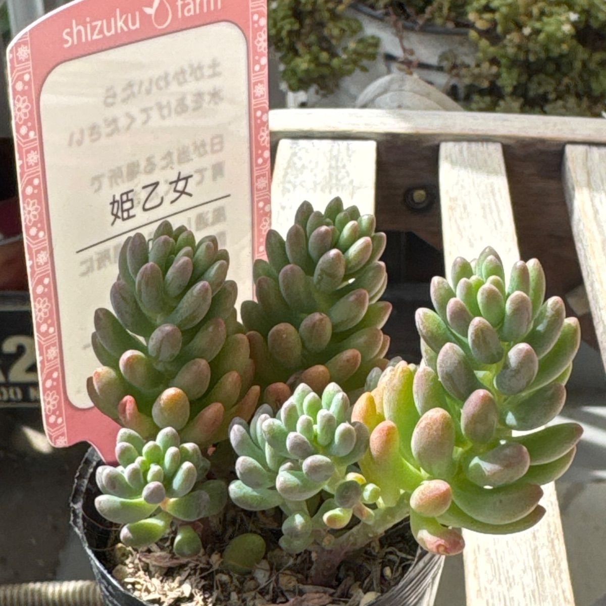 姫乙女❣️札付き❗️多肉植物 抜き苗 - メルカリ
