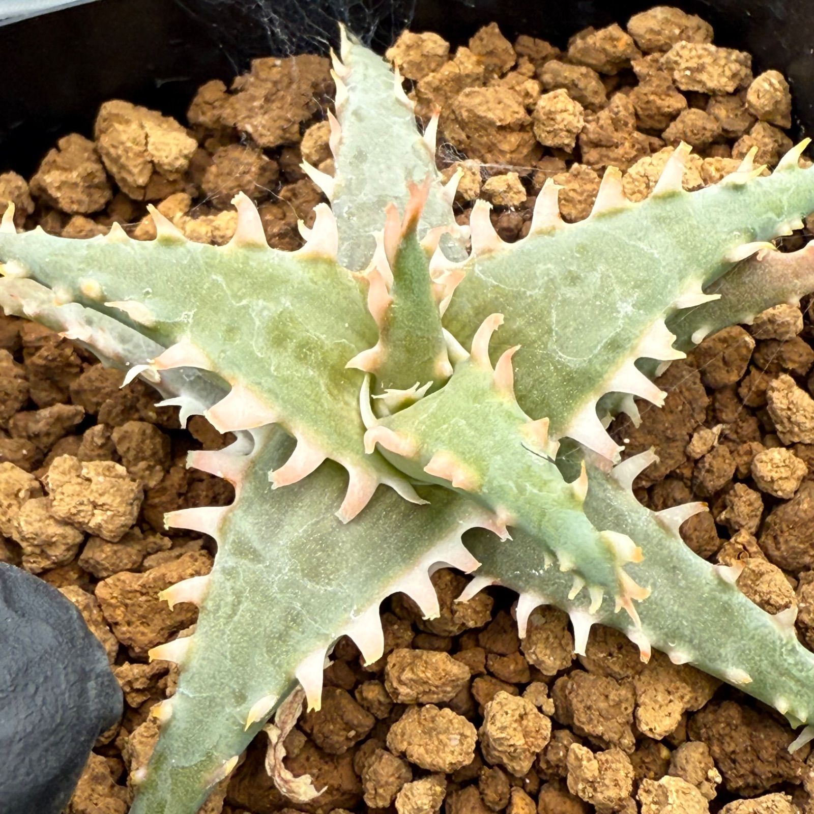 21 Aloe hyb アロエ ハイブリッド 実生未繁殖苗（多肉植物 観葉植物