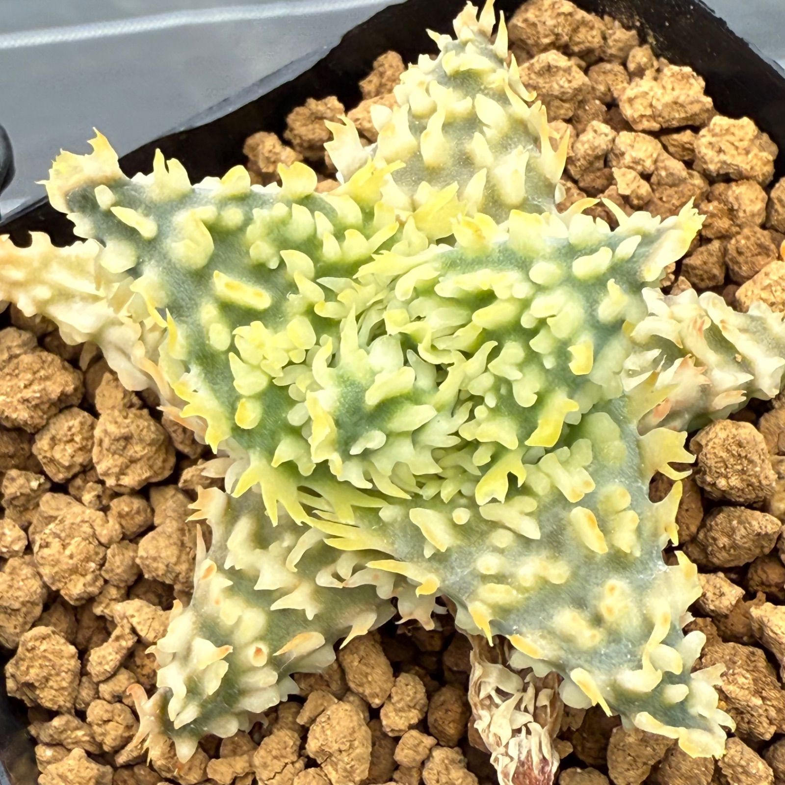 22 Aloe hyb アロエ ハイブリッド 実生未繁殖苗（多肉植物 観葉植物）