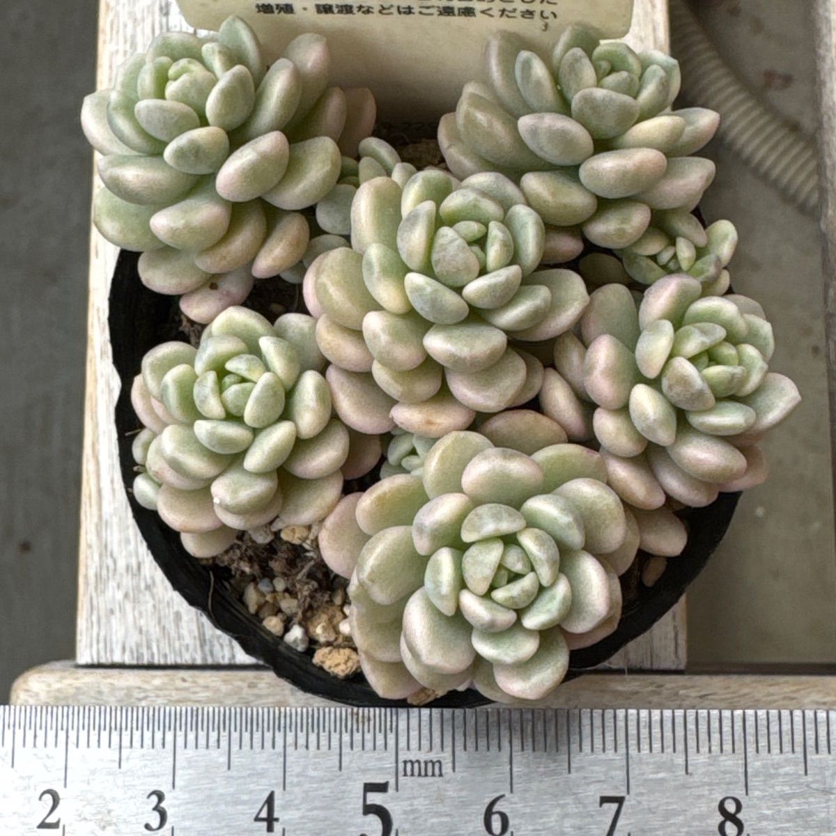 古都の葉さん苗❣️小桃いろは❣️札付き❗️多肉植物 抜き苗 - メルカリ