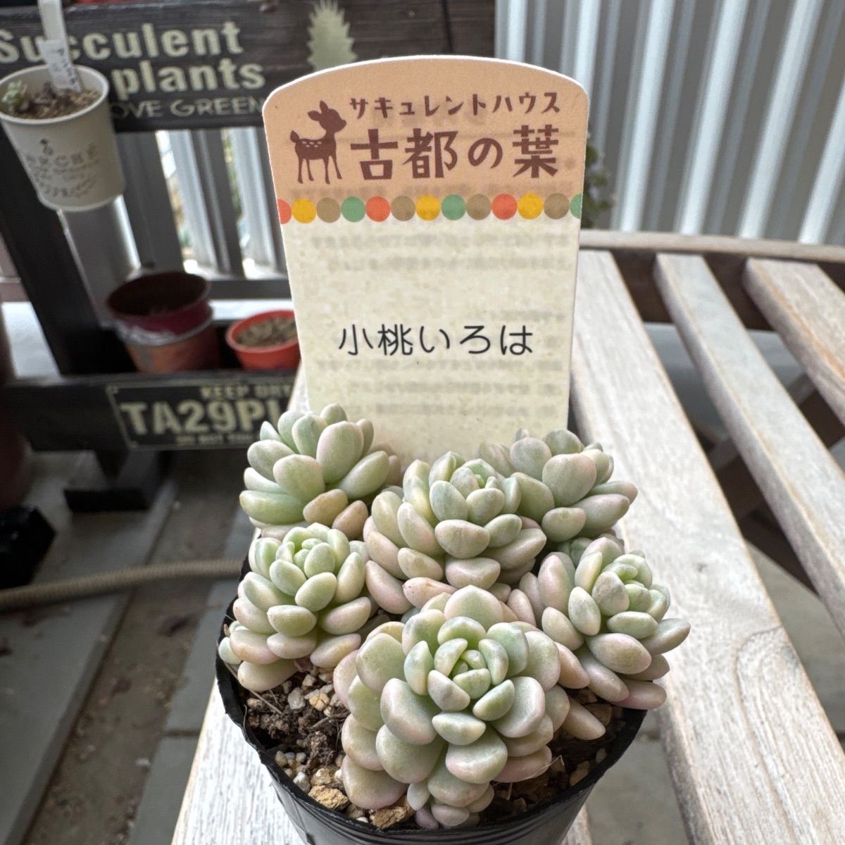 古都の葉さん 小桃いろは メルカリ便 札付き・抜き苗 古都の葉さん苗❣️小桃いろは❣️札付き❗️多肉植物 抜き苗 - メルカリ