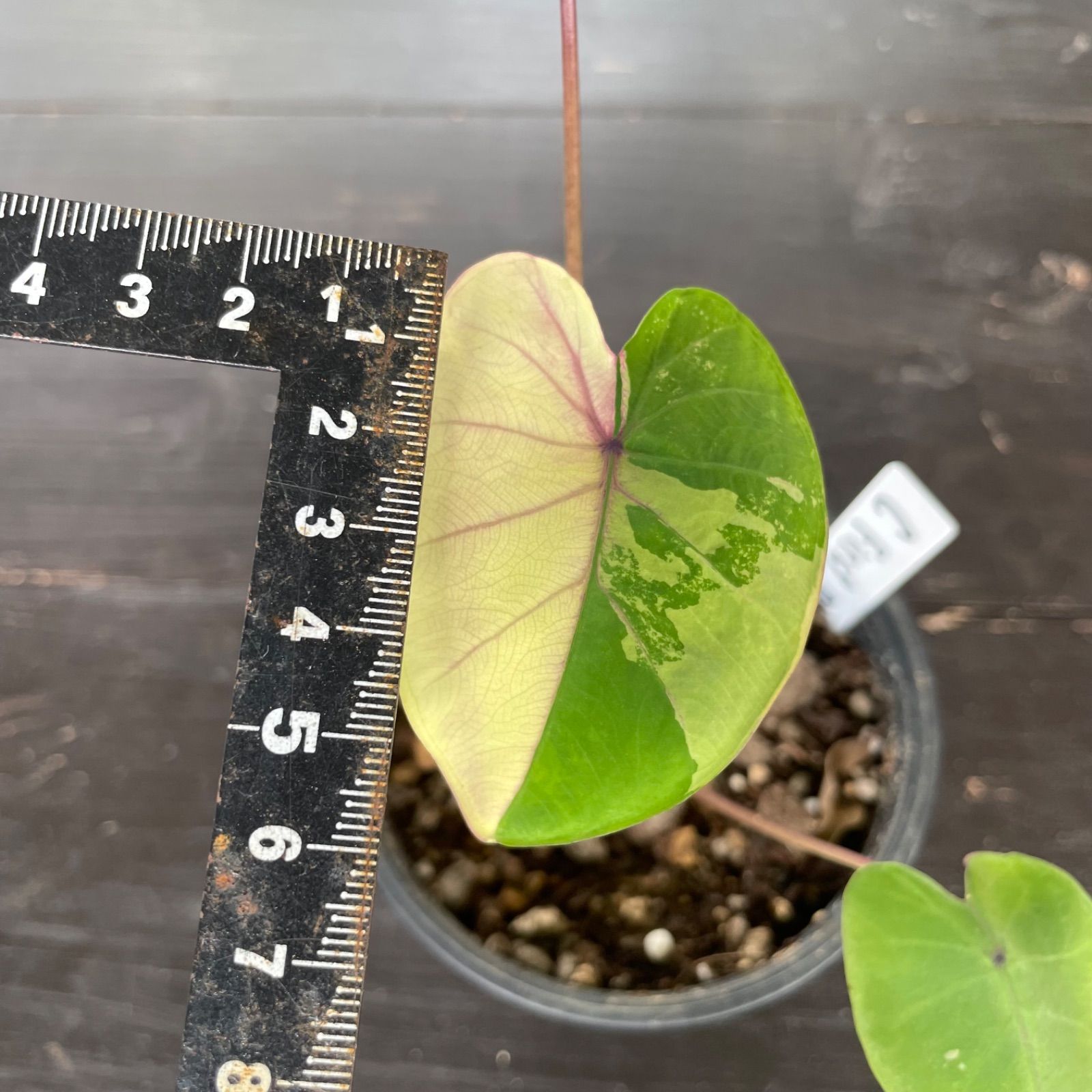 コロカシア　ファーストピンク　1 希少 美斑】 コロカシア ファーストピンク colocasia first pink