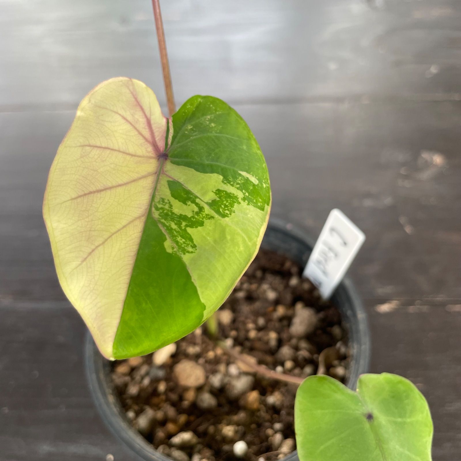 希少 美斑】 コロカシア ファーストピンク colocasia first pink