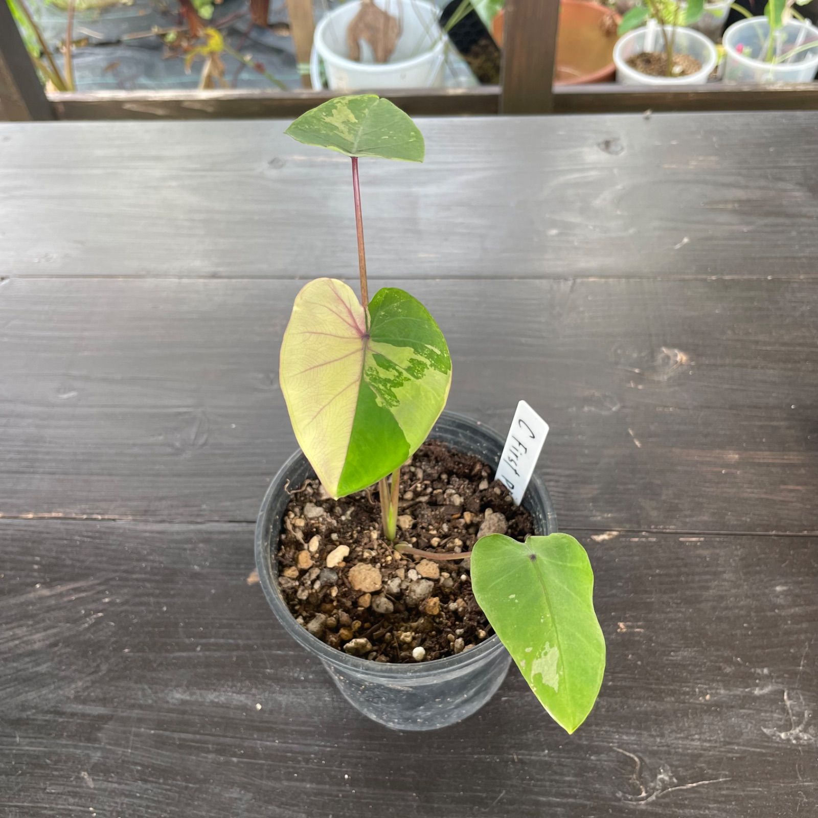 コロカシア ファーストピンク 希少 美斑】 コロカシア ファーストピンク colocasia first pink