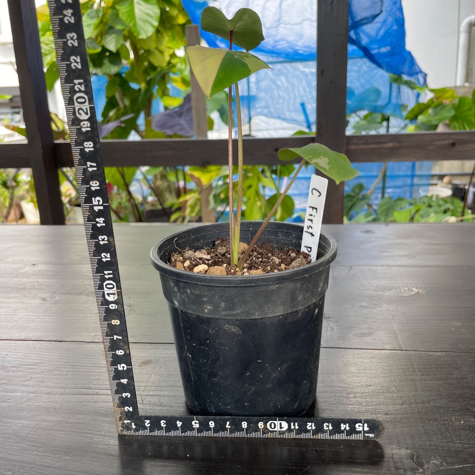 希少 美斑】 コロカシア ファーストピンク colocasia first pink