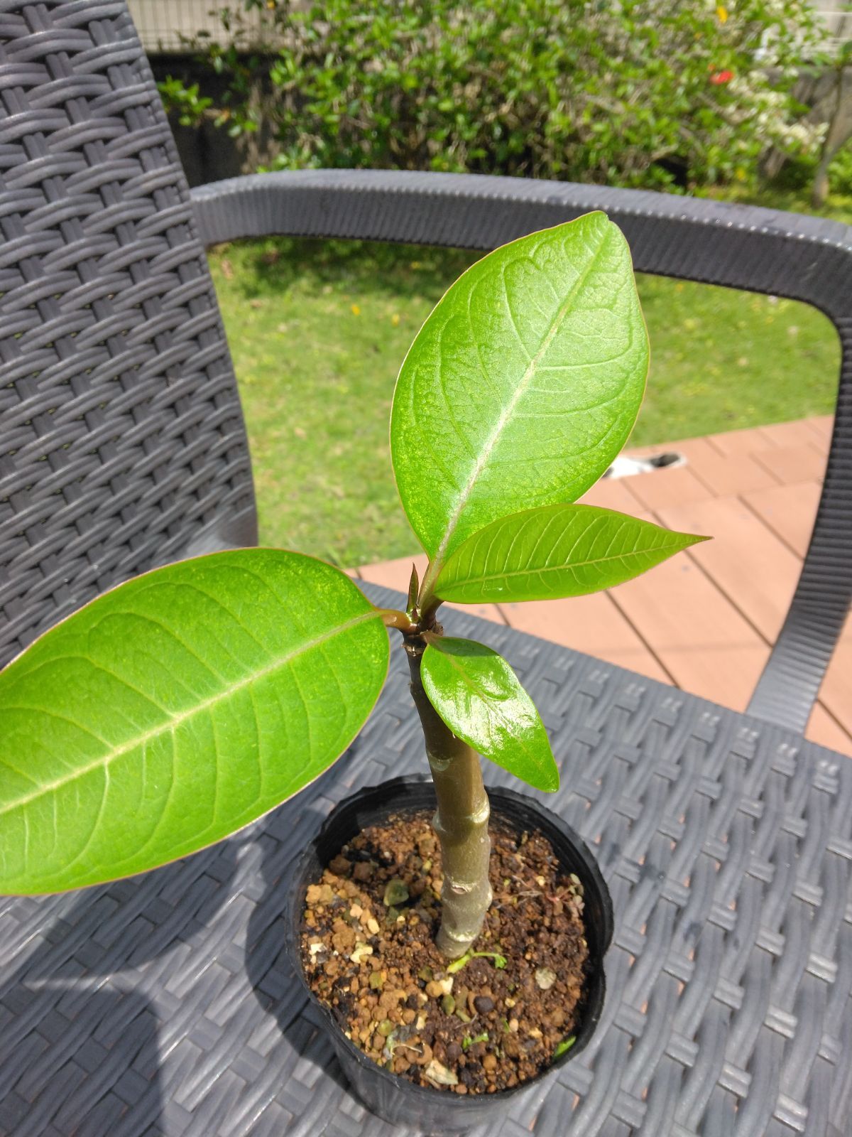 🌸 実生苗に若葉が育ちました。石垣島で育った【プルメリア実生苗】を