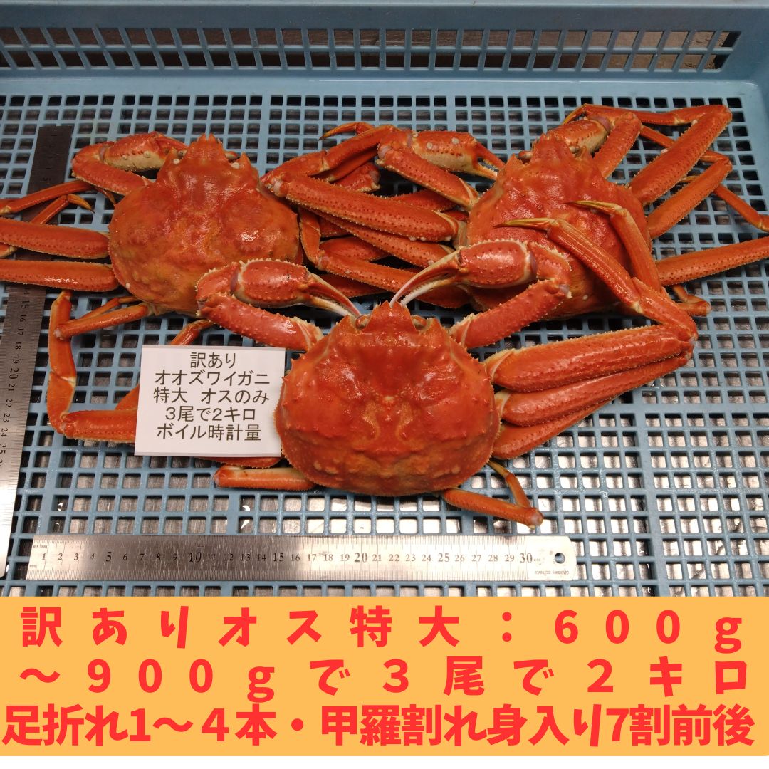 特大3尾 2kg オオズワイガニ ボイル済 冷凍 北海道白老産 - メルカリ
