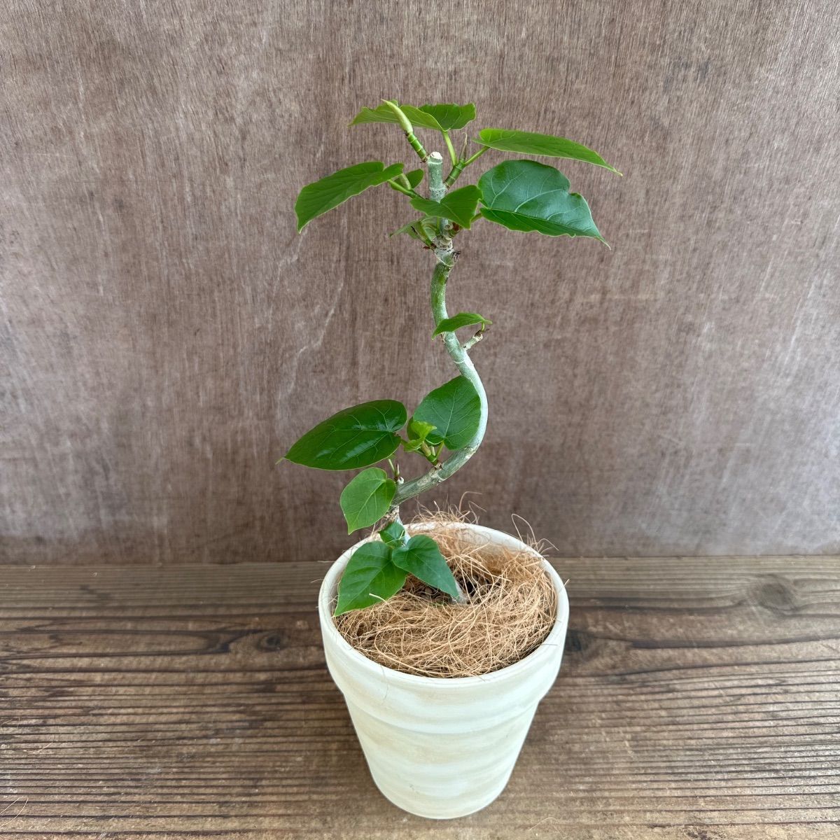 フィカス ウンベラータ 曲がり 小サイズ ⑨ テラコッタ鉢カバー付き Ficus umbellata 現品 ゴムの木 ゴムノキ ハートリーフ ...