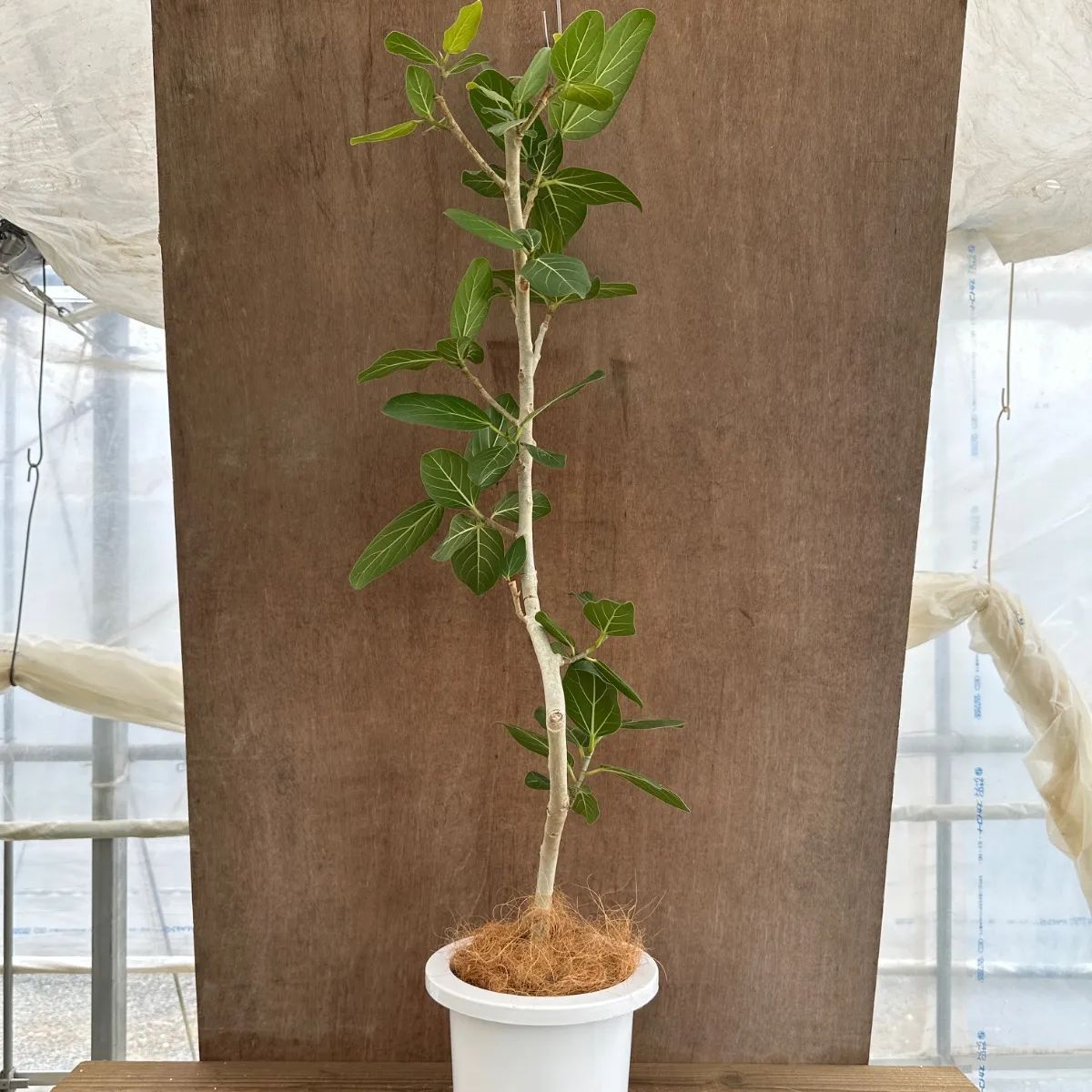 フィカス ベンガレンシス オードリー ② Ficus benghalensis 