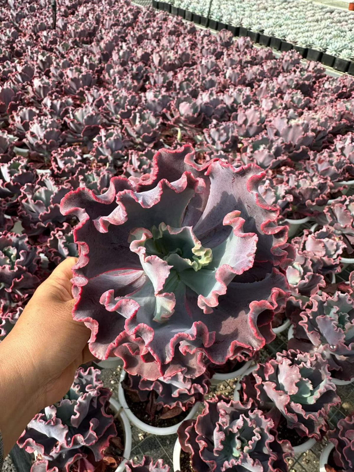 6株の抜き苗セット】スノー妖精 多肉植物 佐川急便発送 エケベリア