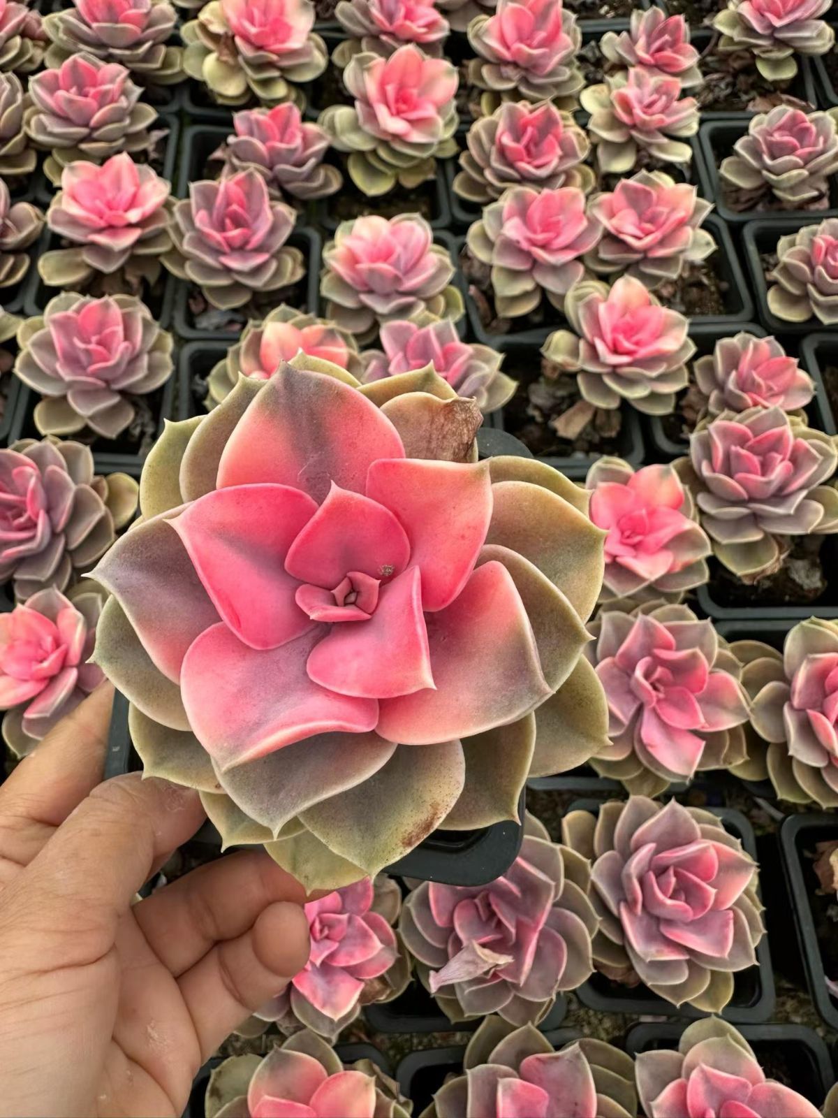 Top【選抜株】多肉植物　360904レインボー　24個　鉢無し/脱土 Top【選抜株】多肉植物 360904レインボー 24個 鉢無し/脱土 Top【選抜