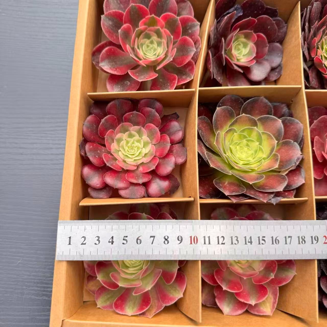 新入荷 多肉植物 9苗セット アエオニウム中心 カット苗 詰め合わせ 第
