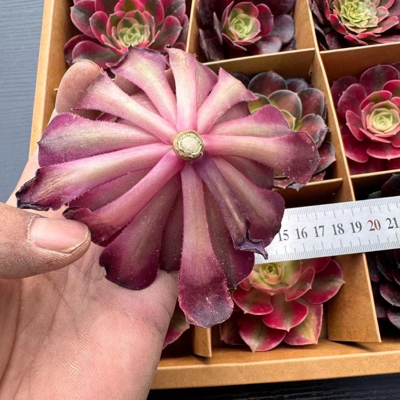 新入荷 多肉植物 9苗セット アエオニウム中心 カット苗 詰め合わせ 第