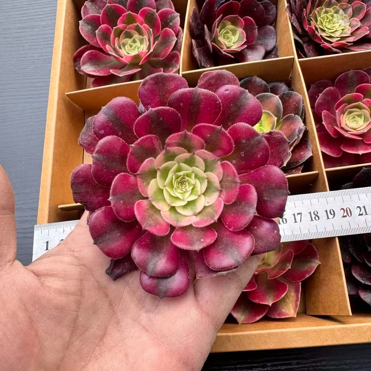 新入荷 多肉植物 9苗セット アエオニウム中心 カット苗 詰め合わせ 第