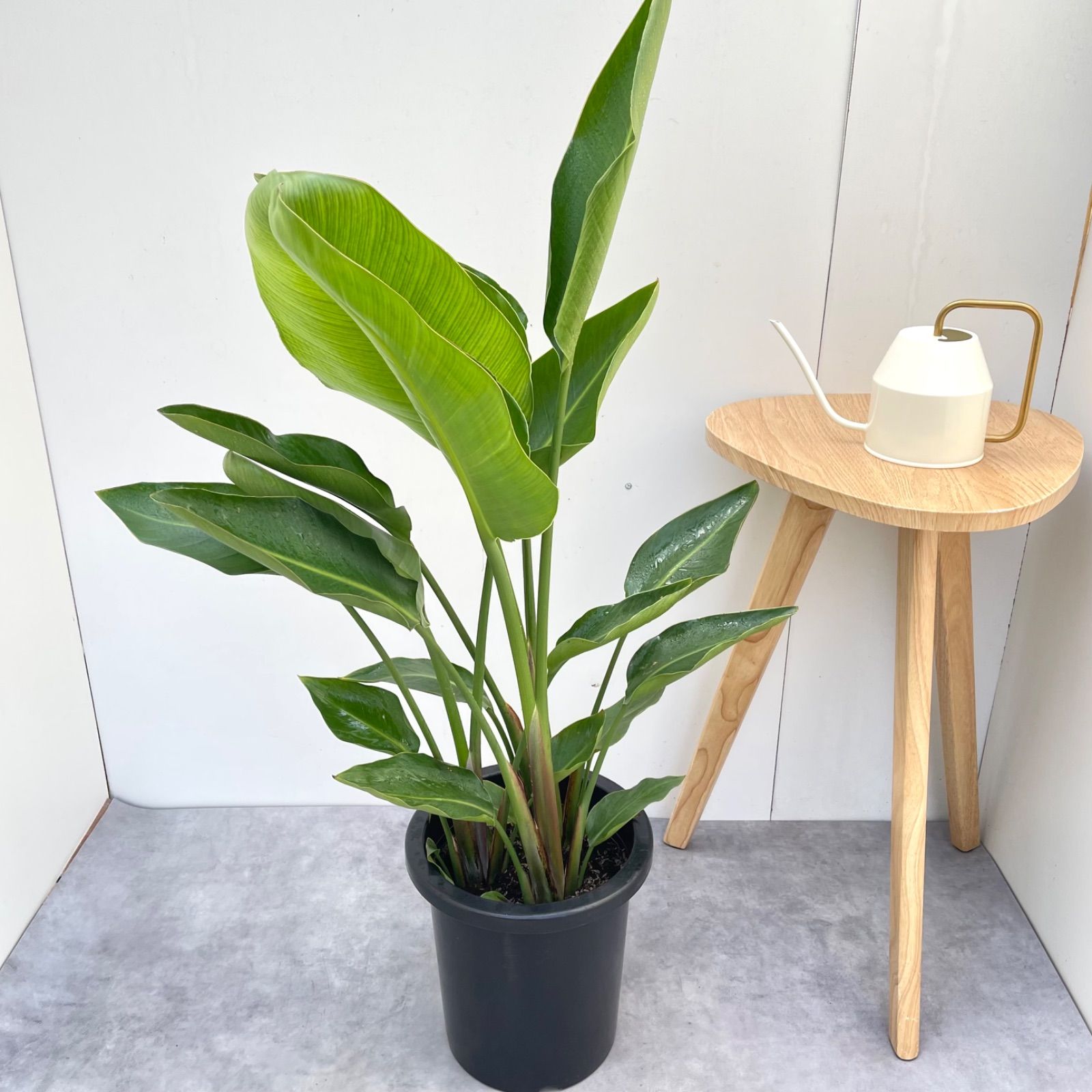 【大型◎2m】 ストレリチア オーガスタ 2株 観葉植物 室内 大型 大型◎142cm】 ストレリチア オーガスタ 2株 観葉植物 室内 大型