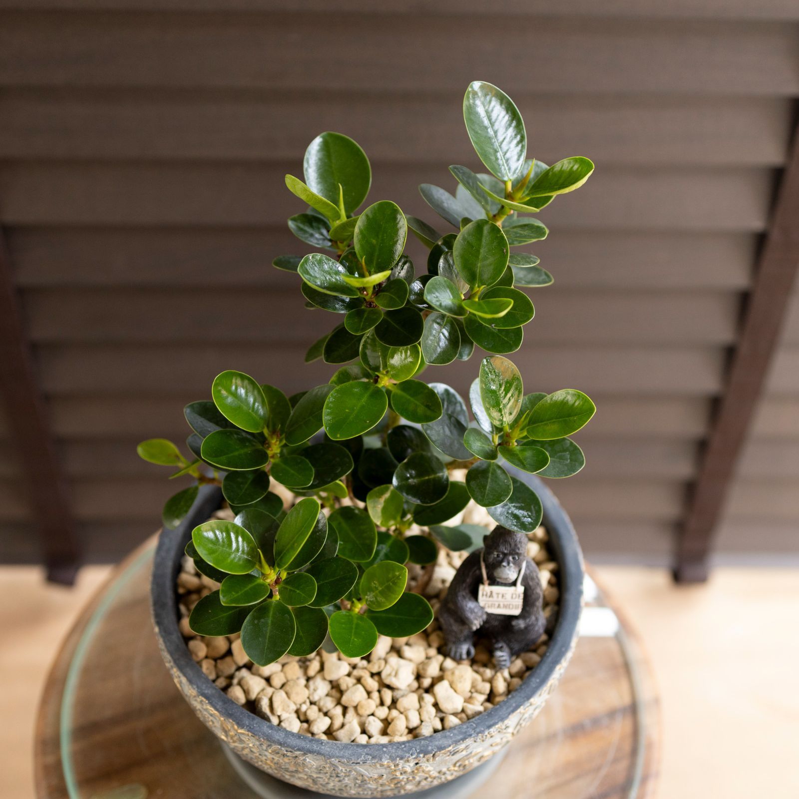 パンダガジュマル 7号 陶器鉢 ピック付 観葉植物 コパンダ ガジュマル
