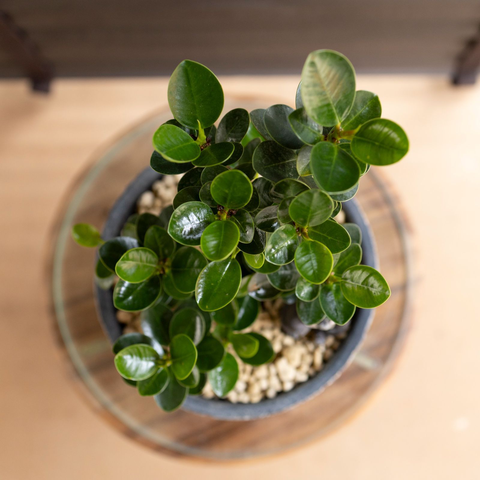 パンダガジュマル 7号 陶器鉢 ピック付 観葉植物 コパンダ ガジュマル