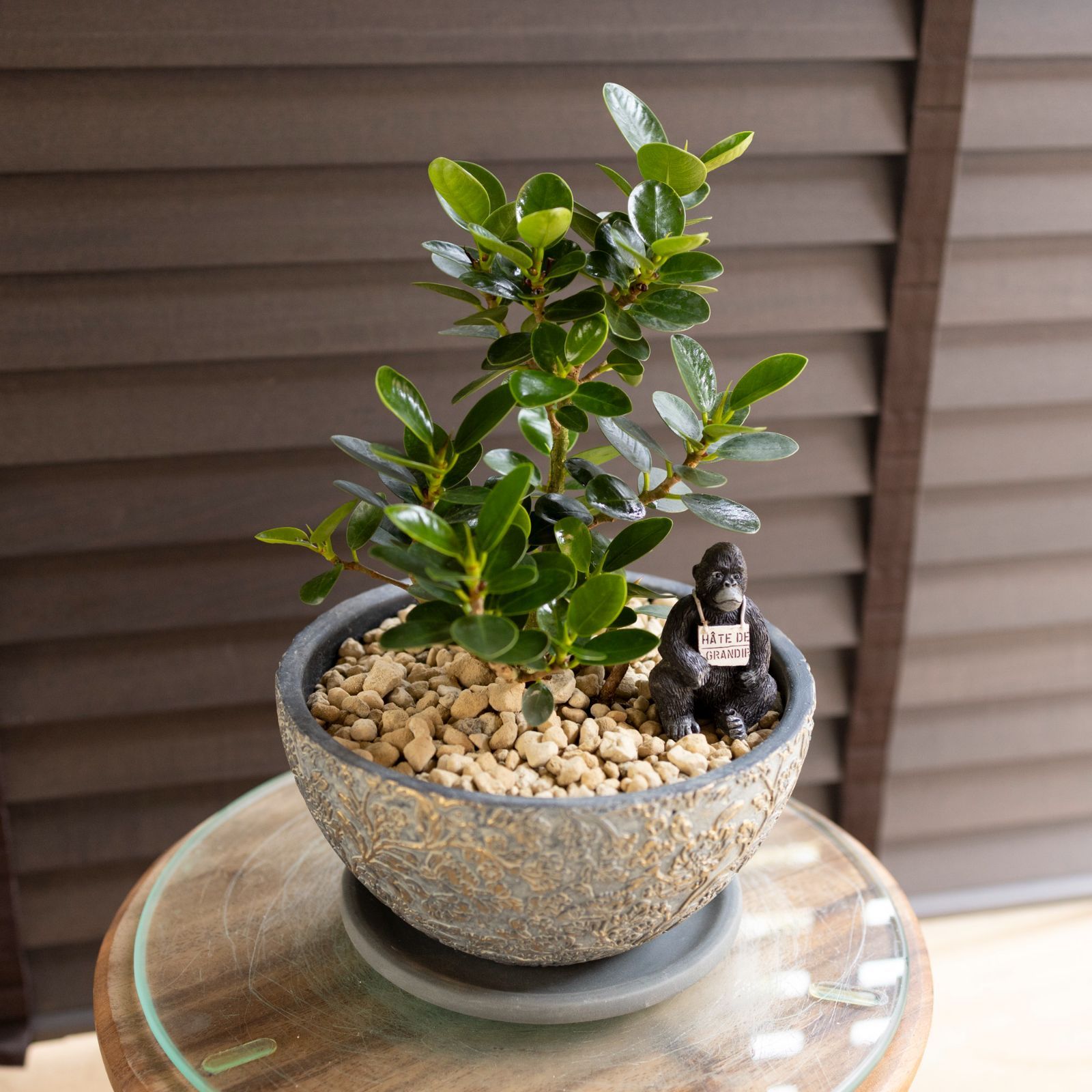 パンダガジュマル 7号 陶器鉢 ピック付 観葉植物 コパンダ ガジュマル