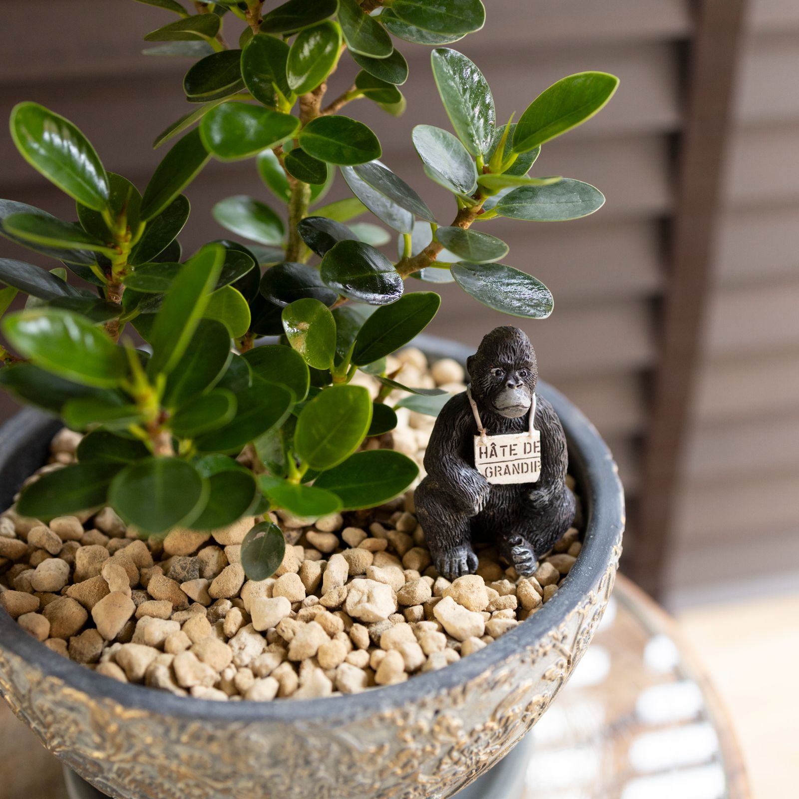 パンダガジュマル 7号 陶器鉢 ピック付 観葉植物 コパンダ ガジュマル