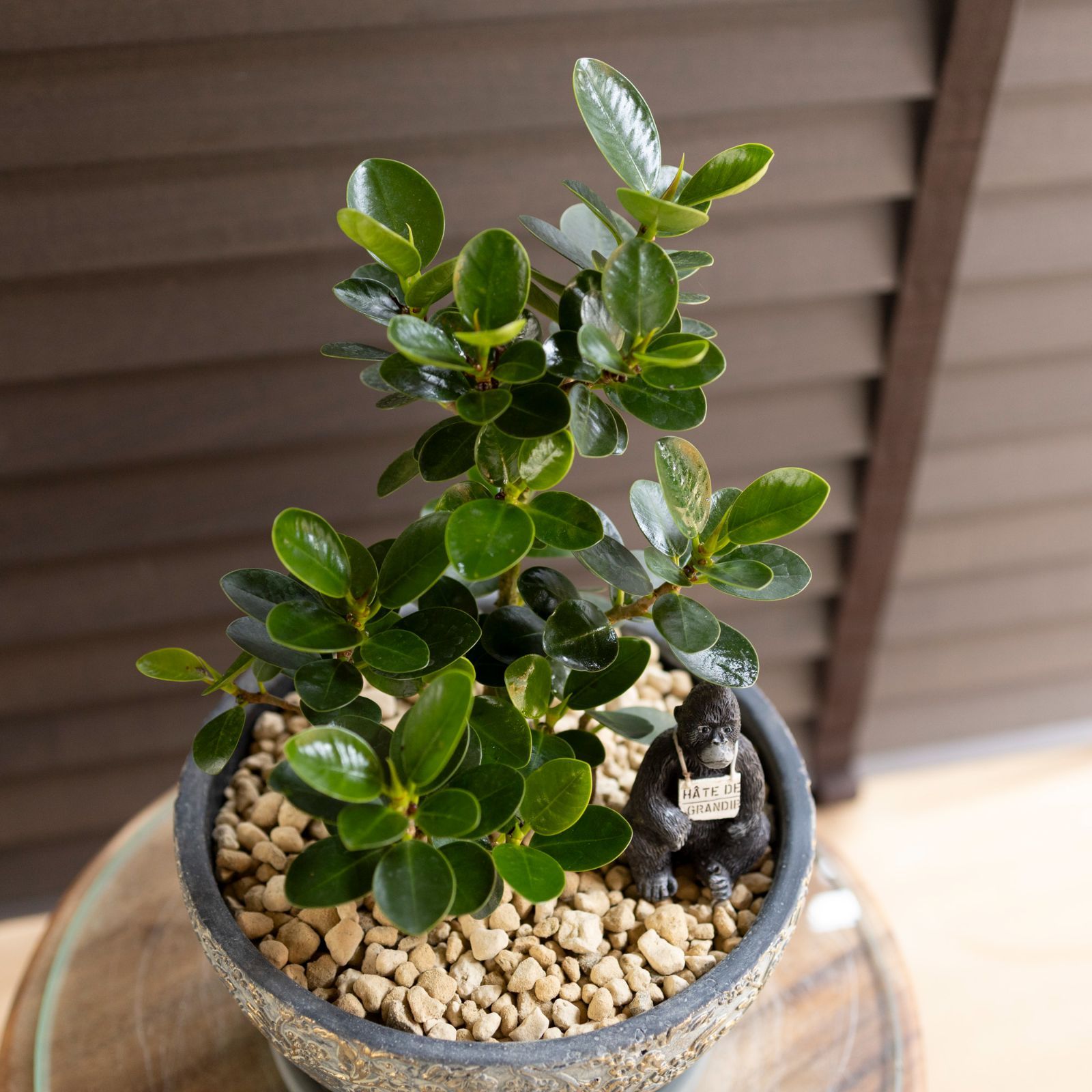 パンダガジュマル 7号 陶器鉢 ピック付 観葉植物 コパンダ ガジュマル