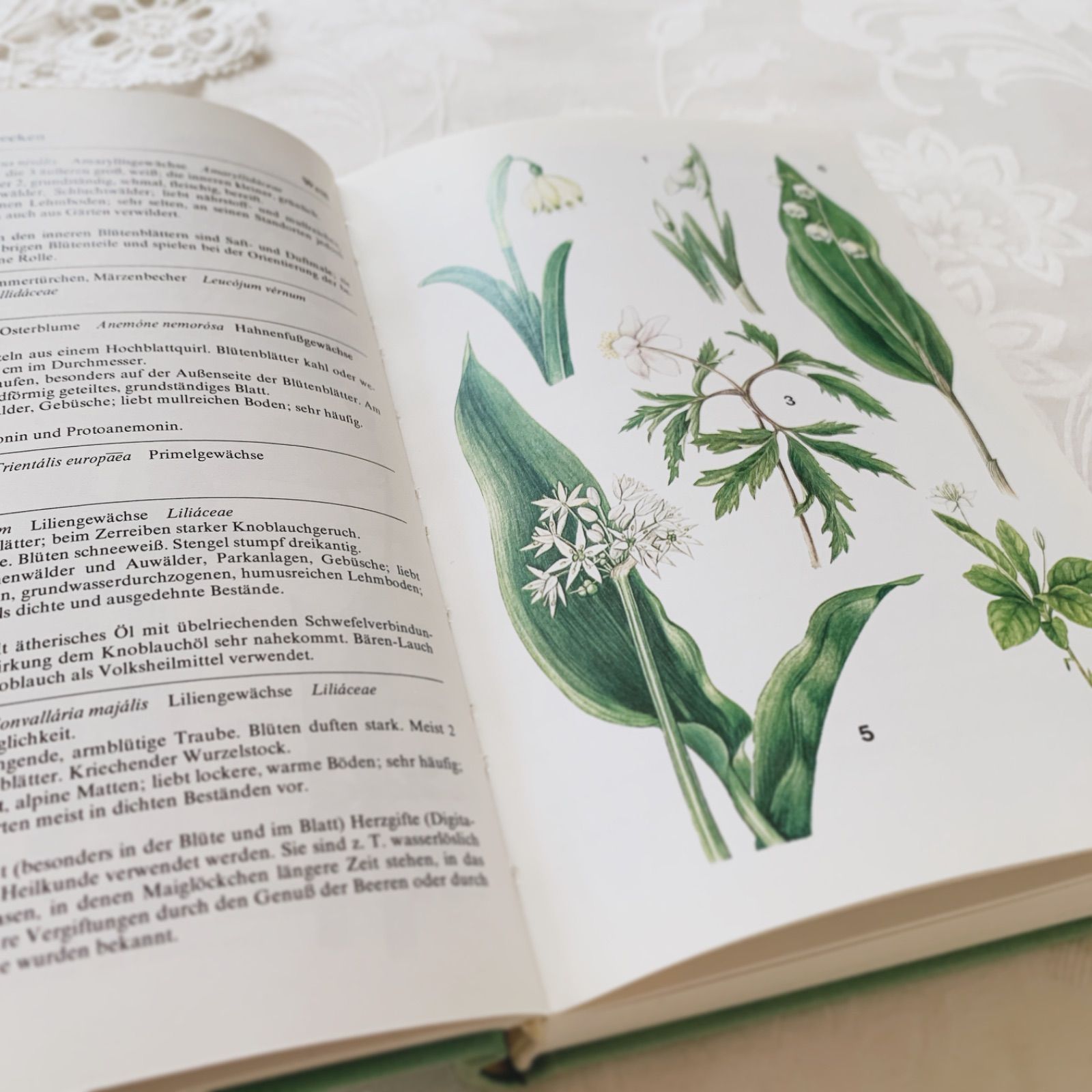 L932 洋書古書　1925年発行　繊細な植物画が美しいアンティーク植物図鑑 Amazon.co.jp: ドイツの古い植物図鑑(HEILPFLANZEN 2)アンティーク