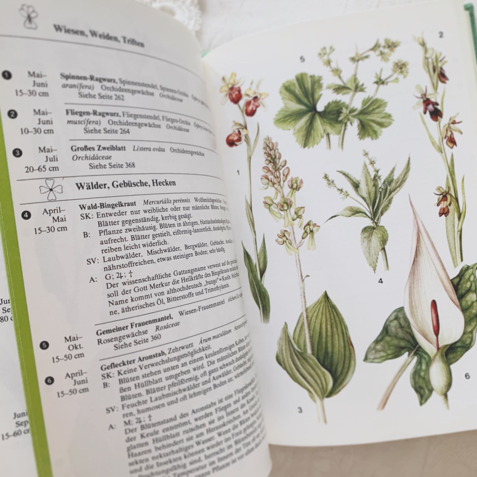 洋書　古書　希少　ヴィンテージ植物図鑑　繊細で美しい植物画 台湾 1873年 アンティー ク印刷の植物図鑑 ヴィクトリア朝の挿絵は