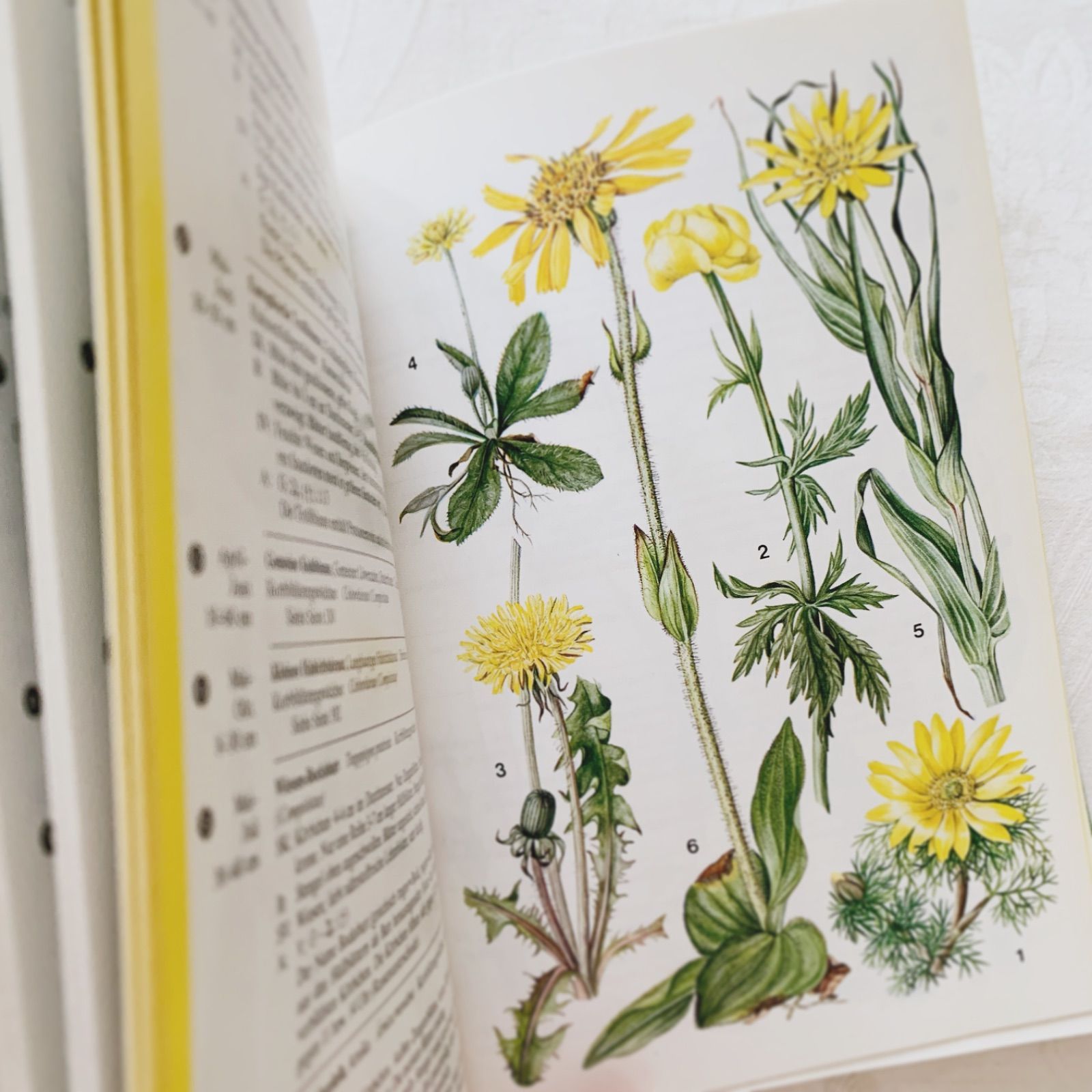 洋書　古書　希少　ヴィンテージ植物図鑑　繊細で美しい植物画 Amazon.co.jp: ドイツの古い植物図鑑(HEILPFLANZEN 2)アンティーク