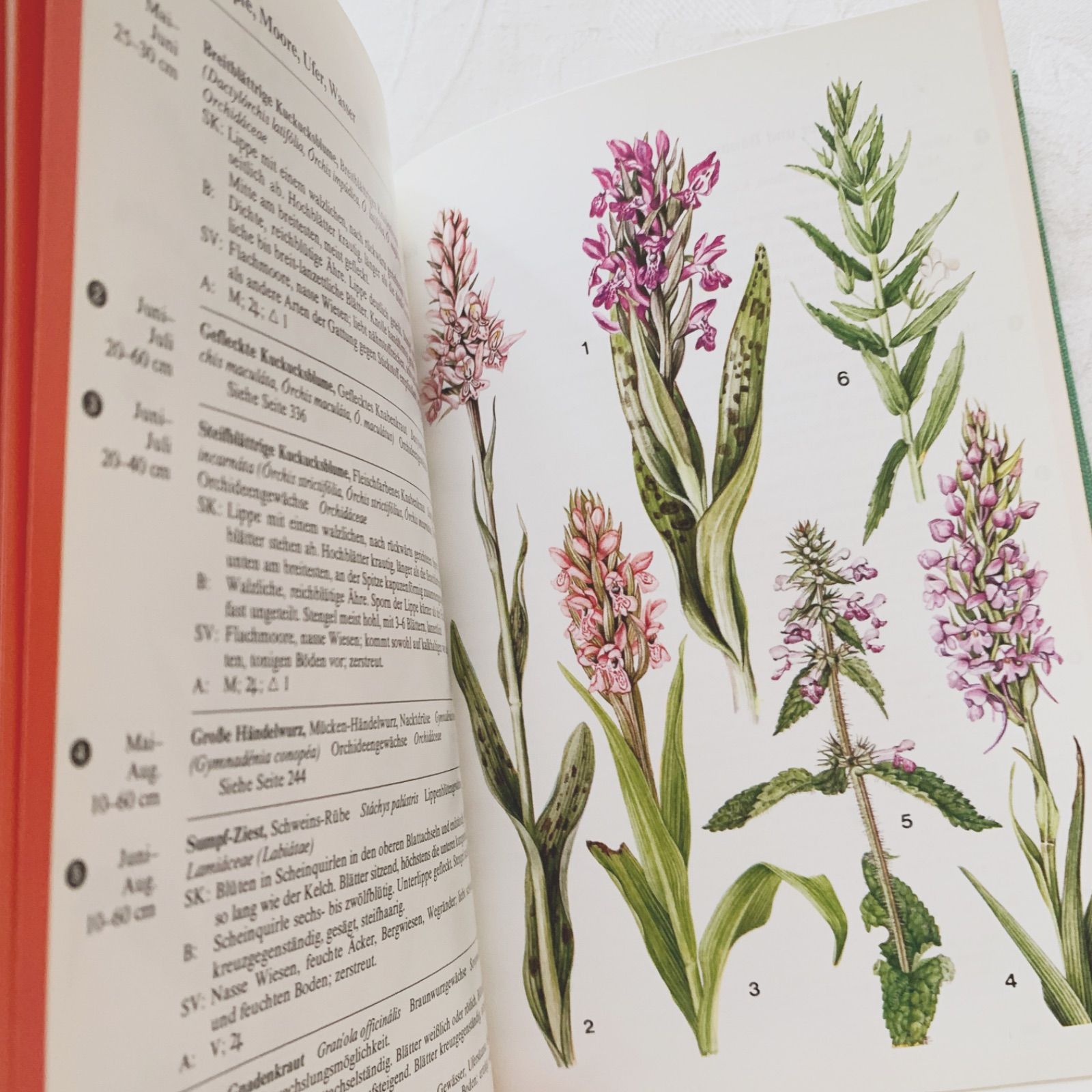 希少なヴィンテージ植物図鑑2巻セット　繊細で美しい植物画300点　洋書・古書 Amazon.co.jp: ドイツの古い植物図鑑(HEILPFLANZEN 2)アンティーク