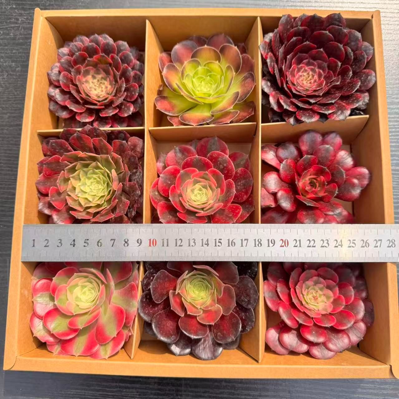 新入荷 多肉植物 9苗セット アエオニウム中心 カット苗 詰め合わせ 第 