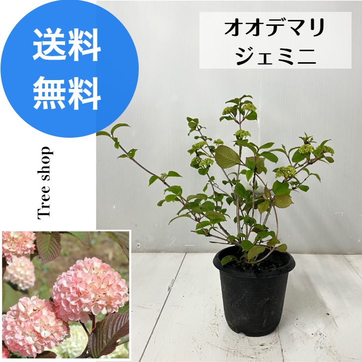 オオデマリ ジェミニ 大手毬 【送料無料】15cmプラ鉢 高さ0.5m 幅0.5