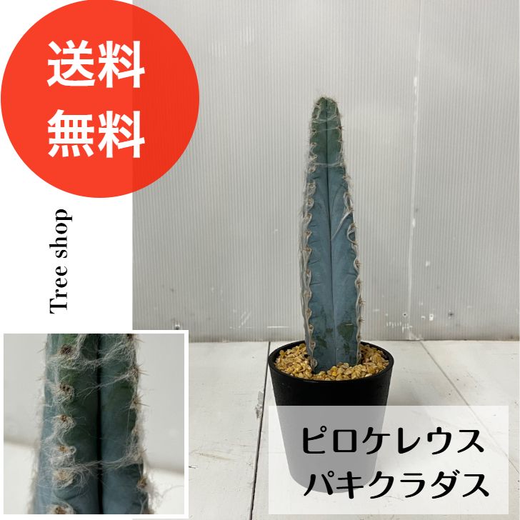 観葉植物】 ピロソケレウス パキクラダス 【送料無料 柱サボテン 4号鉢