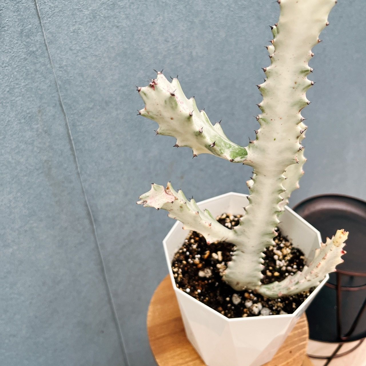 現品］【希少】1番 ユーフォルビア ホワイトゴースト 5号 観葉植物