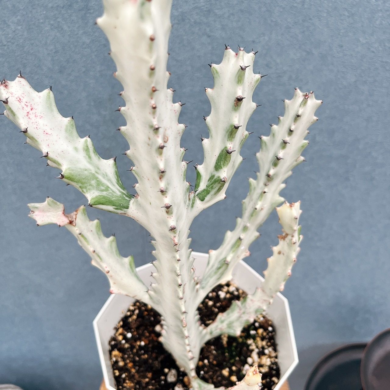 現品］【希少】1番 ユーフォルビア ホワイトゴースト 5号 観葉植物