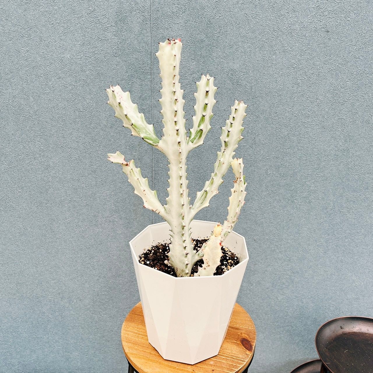現品］【希少】1番 ユーフォルビア ホワイトゴースト 5号 観葉植物