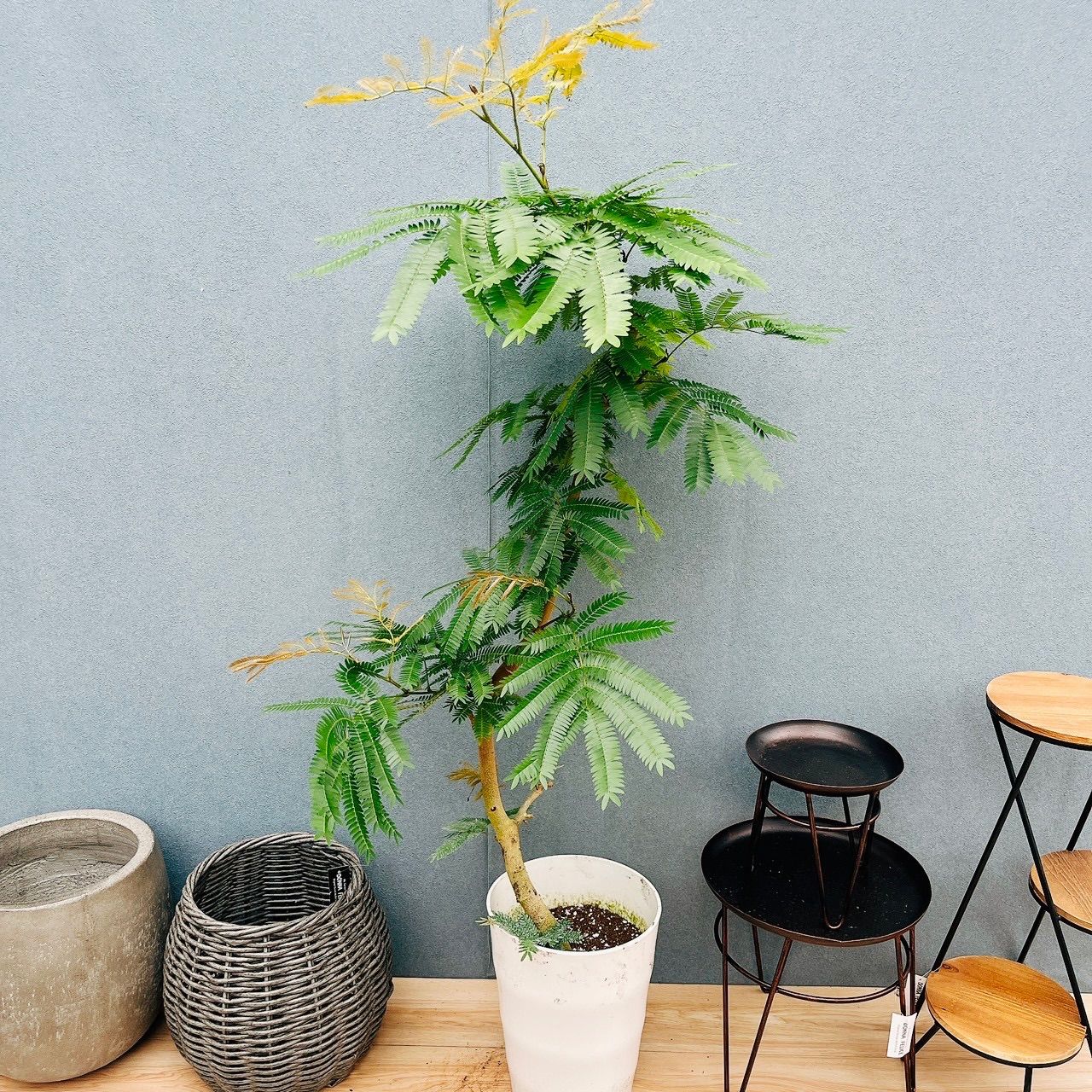 現品］42番 エバーフレッシュ 曲がり 8号 観葉植物 室内 大型 人気 