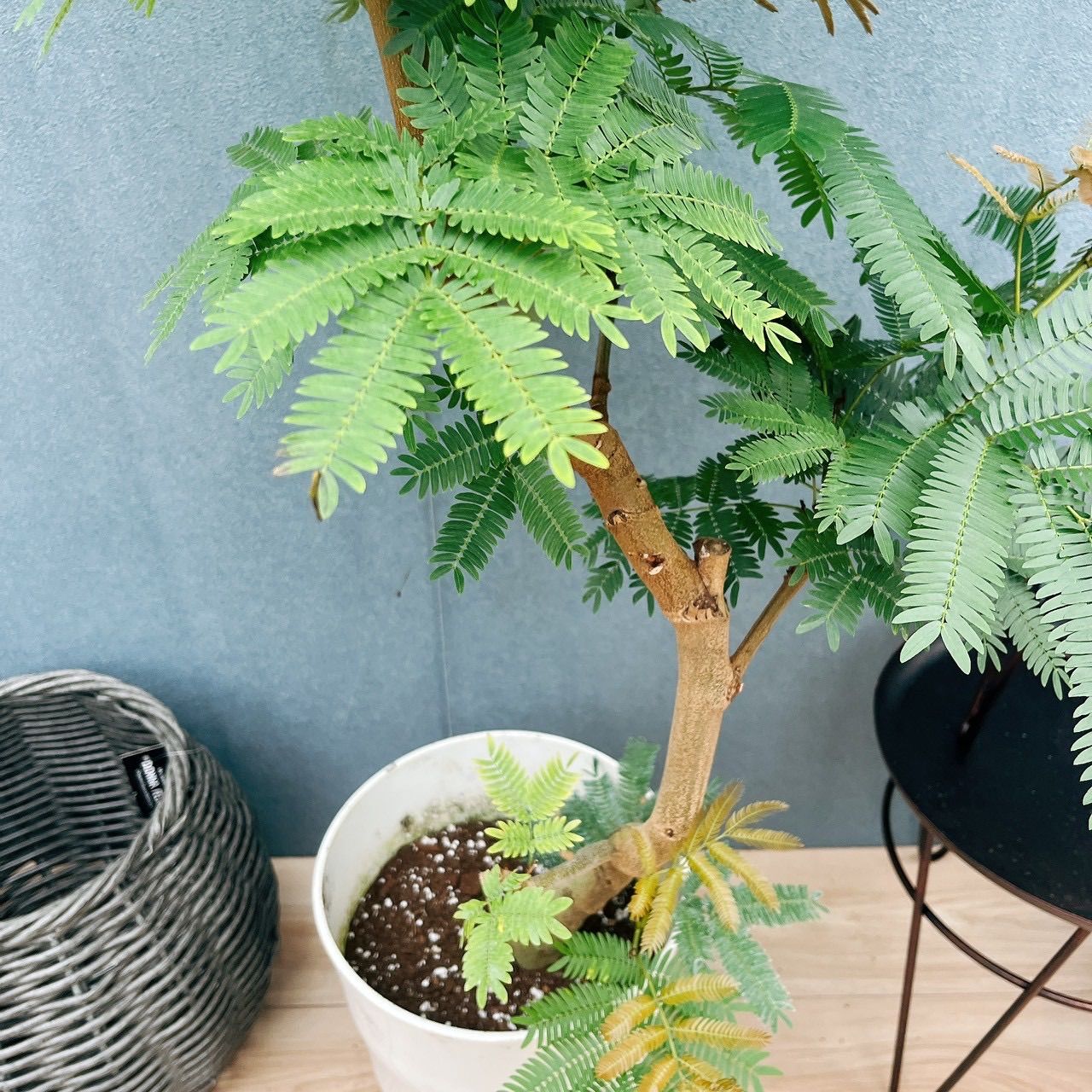現品］1番 エバーフレッシュ 曲がり 8号 観葉植物 室内 大型 人気