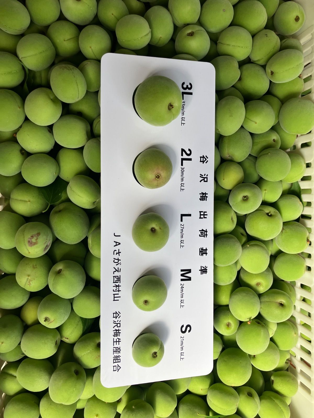 農薬不使用】山形県産 幻の谷沢梅 3kg MLサイズ - メルカリ